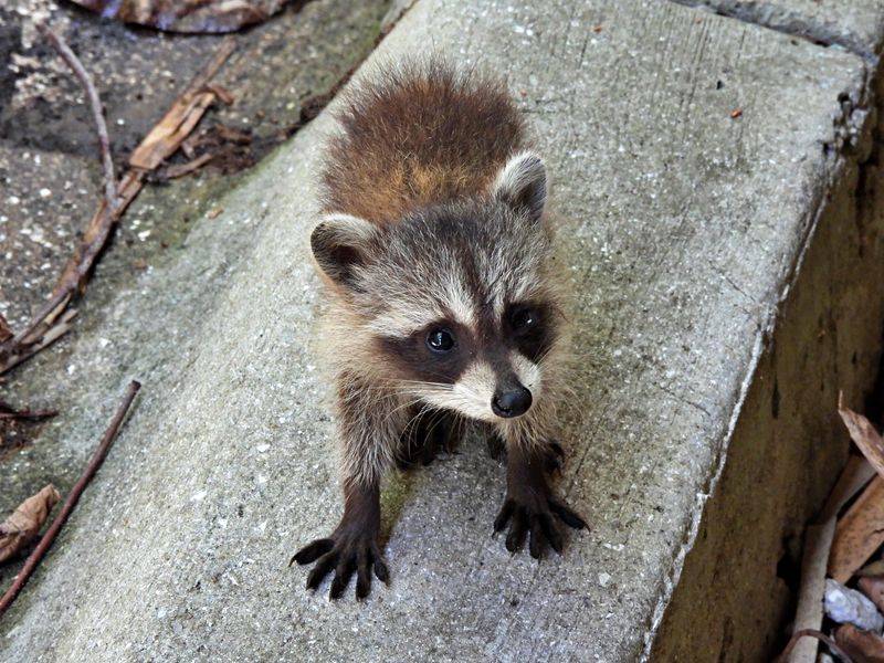 Raccoon cub in a sitting position.