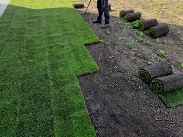 Fresh green turf being laid on soil with rolls of sod nearby.