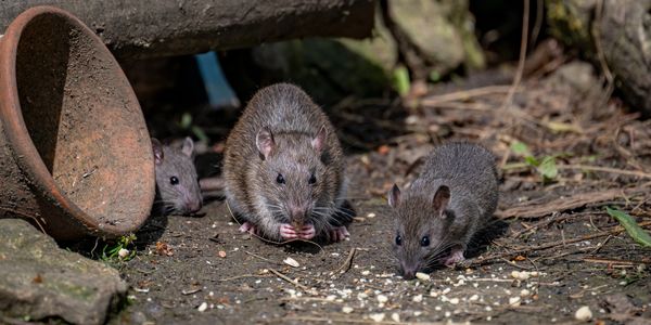 Three rats eating seeds on the ground near a rusty pot.