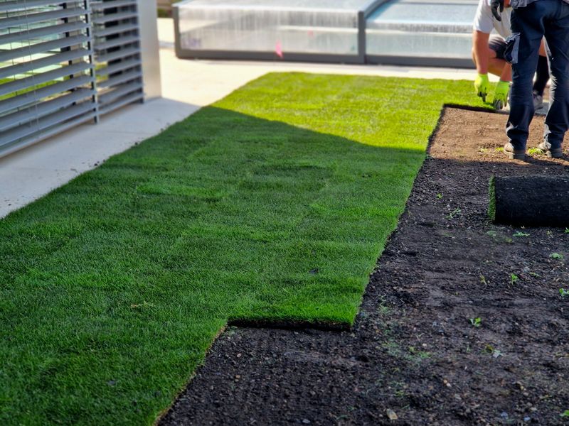 laying grass turf in the family garden. a roll of sod is driven onto the plowed surface of the soil. development and paving is important against erosion and drying out, unroll, install, stacked, installation