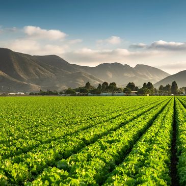 Leading agro trading company specializing in the sourcing, and distribution of high-quality agro 