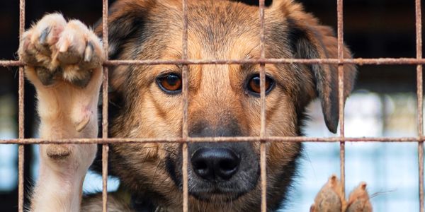 A dog behind a wire fence, looking out with sad eyes as he waits to become someone's soul dog.