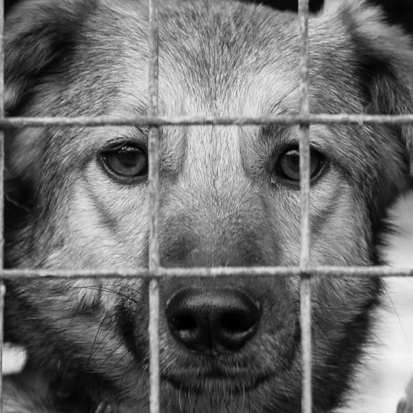 Close-up of a dog behind a wire fence, looking directly at the camera.