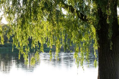 Willow tree branches hanging over a calm lake.