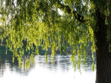Willow tree branches hanging over a serene water body.