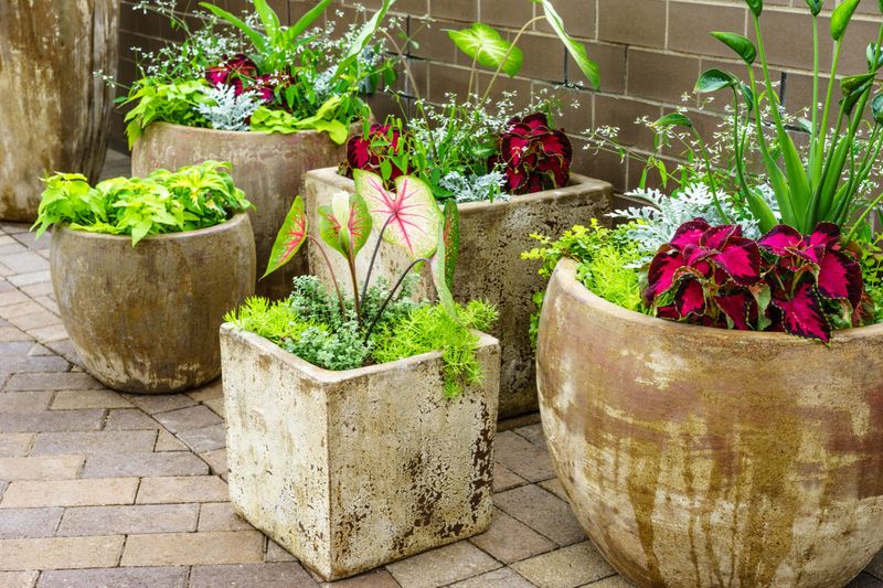 Decorative arrangement of a variety of leafy garden plants in large weathered earthen containers on a brick walkway