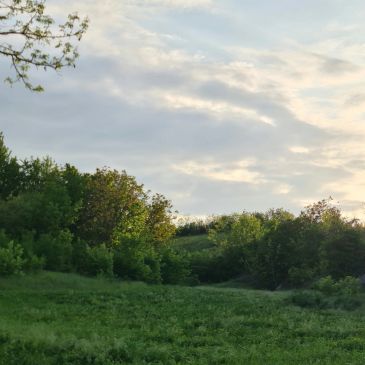 A serene grassy field with trees under a partly cloudy sky.