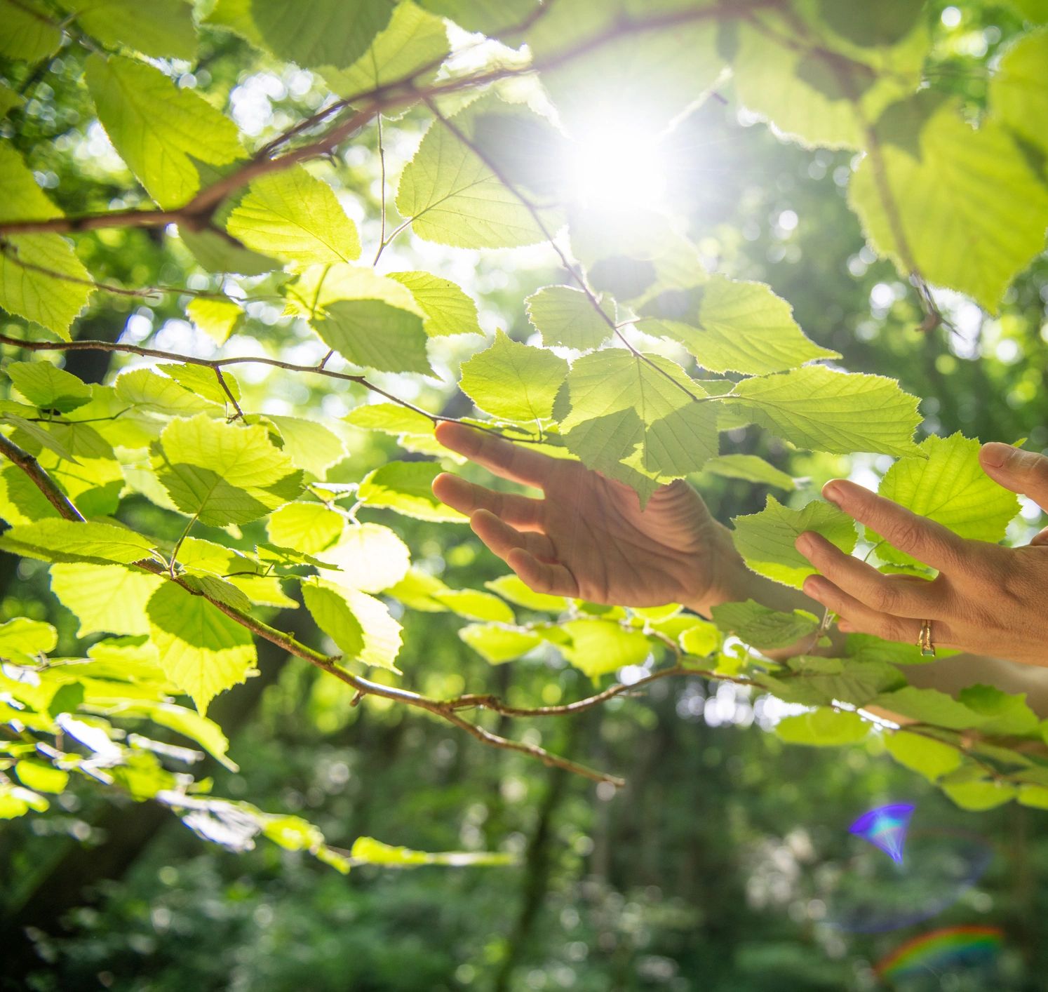 Hands gently touching green leaves with sunlight streaming through.
