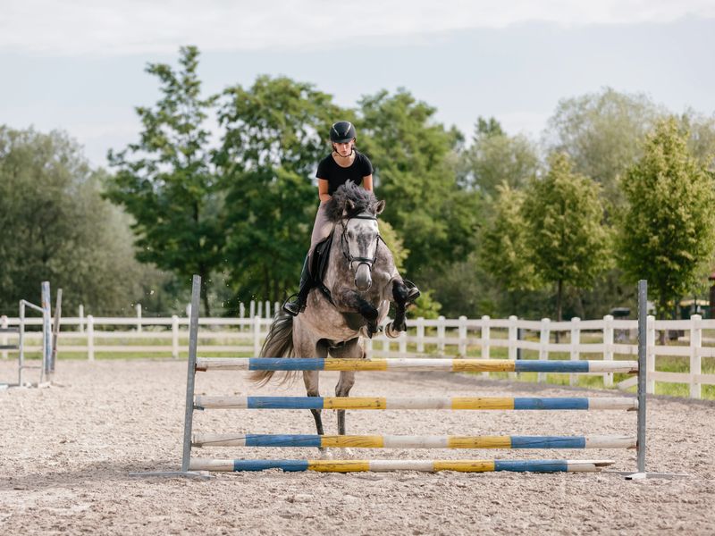 Girl rider on a dapple gray horse jumping over a hurdle at the manege of equestrian center on a sunny day