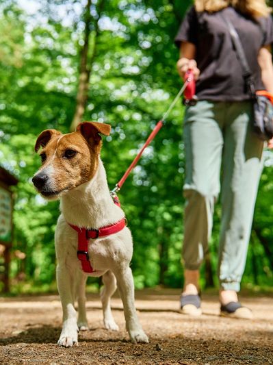Jack Russel terrier stands alert while wearing a red harness. A handler walks behind with a red leas