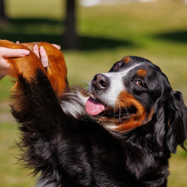 dog training, dog walking, professional, positive