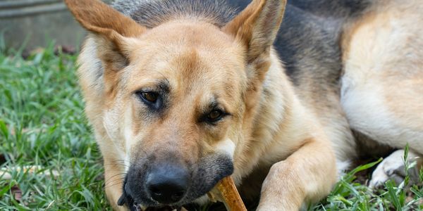 German Shepherd chewing on a stick in the grass.