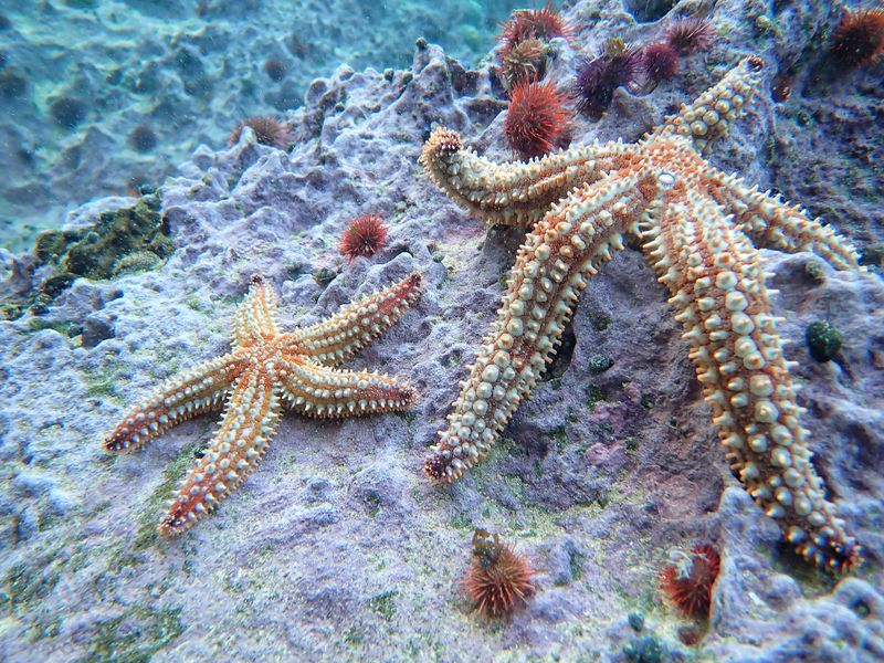 Robberg Rock pools
