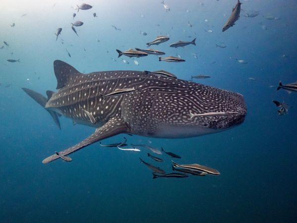 Whale shark swimming past the viewer, with smaller fish surrounding it