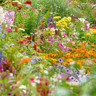 A vibrant garden filled with diverse colorful flowers in full bloom.
