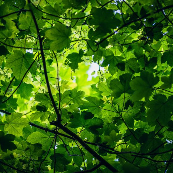 Sunlight filters through dense green leaves and branches.