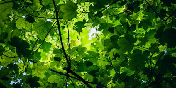 Sunlight shines through dense green leaves and branches.