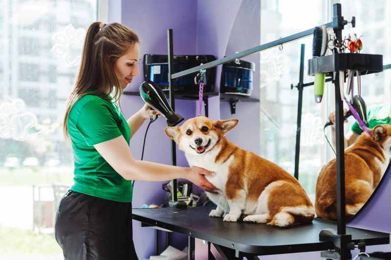 Animal groomer woman drying fur of little corgi dog at the violet grooming salon. Professional pet care and grooming service in a vet clinic