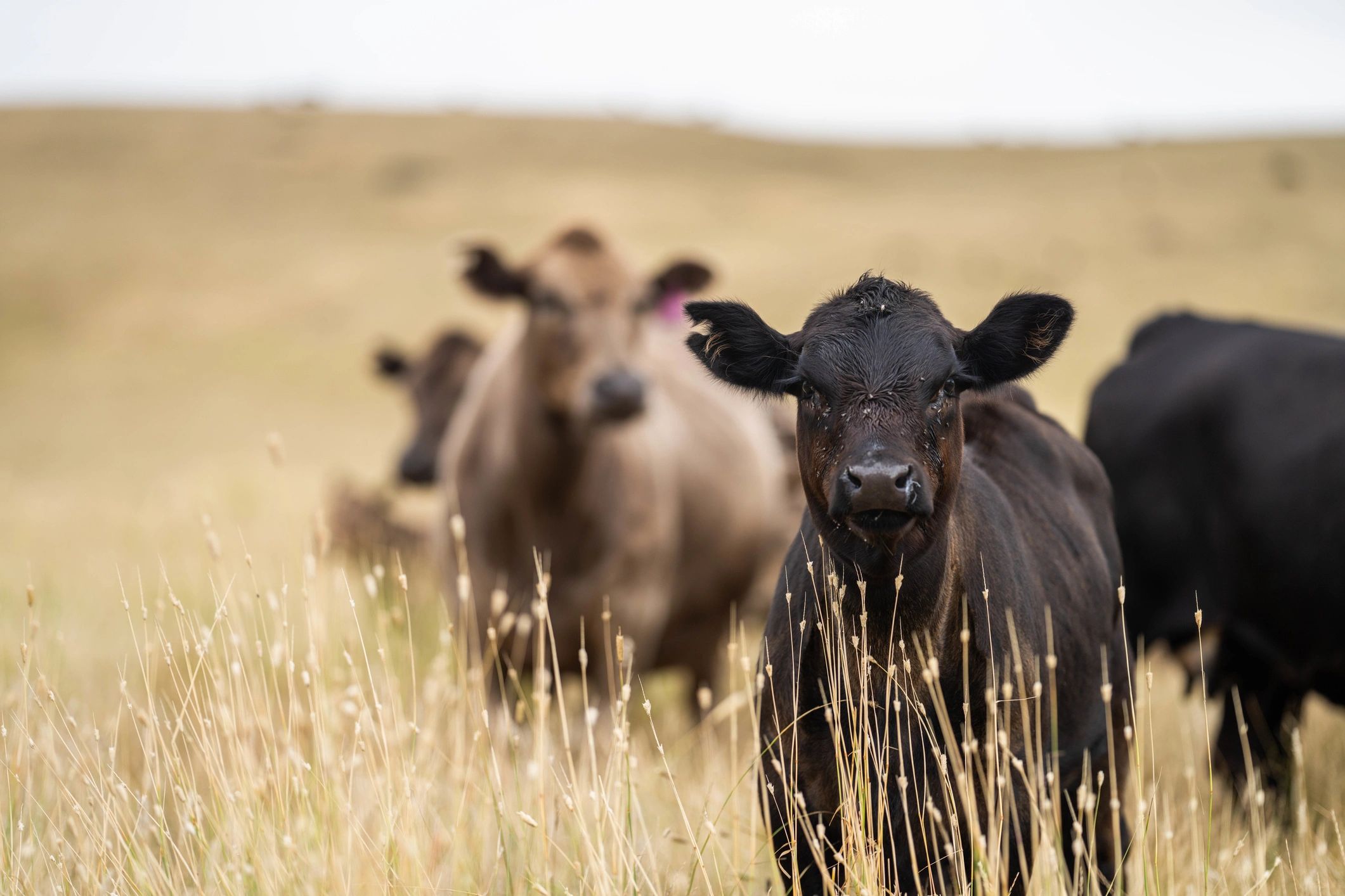 Black calf in a grassy field with cows in the background.