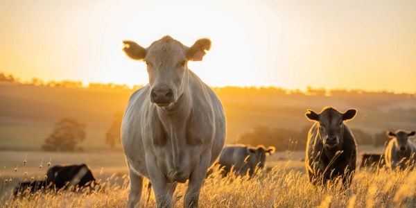 Cow standing in a sunlit field at sunrise.