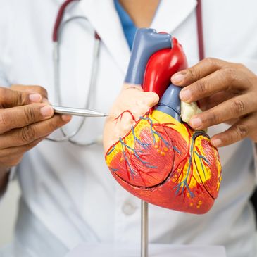 Doctor showing a detailed heart model with a pen.