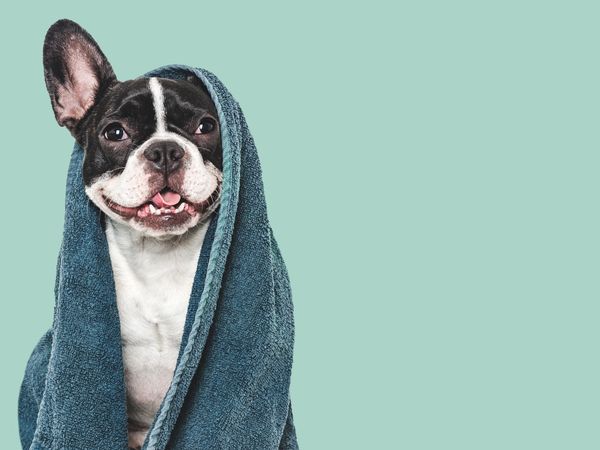 Happy French Bulldog wrapped in a blue towel.