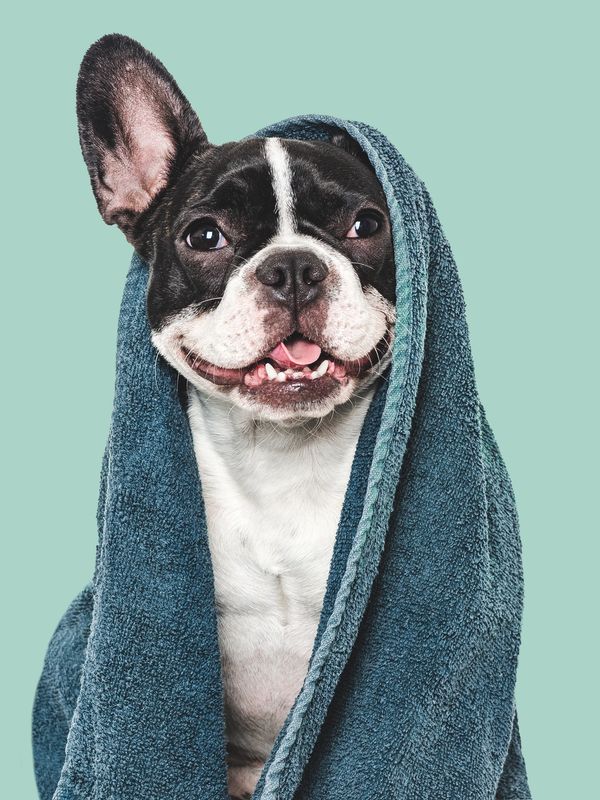 Happy French Bulldog wrapped in a blue towel.