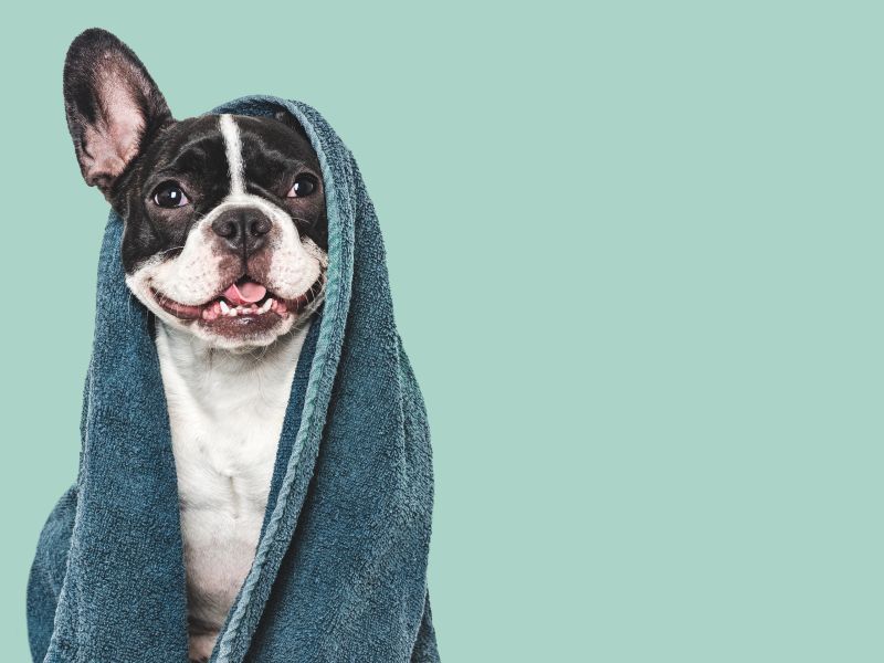 SEG Awards CERTIFICATE IN CANINE CARE AND WEALFARE 