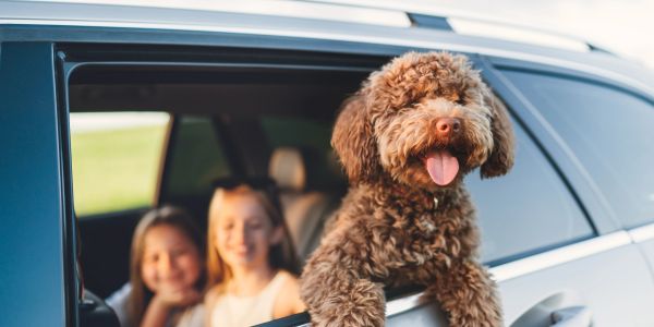 Happy brown dog sticking head out of car window with kids inside.
