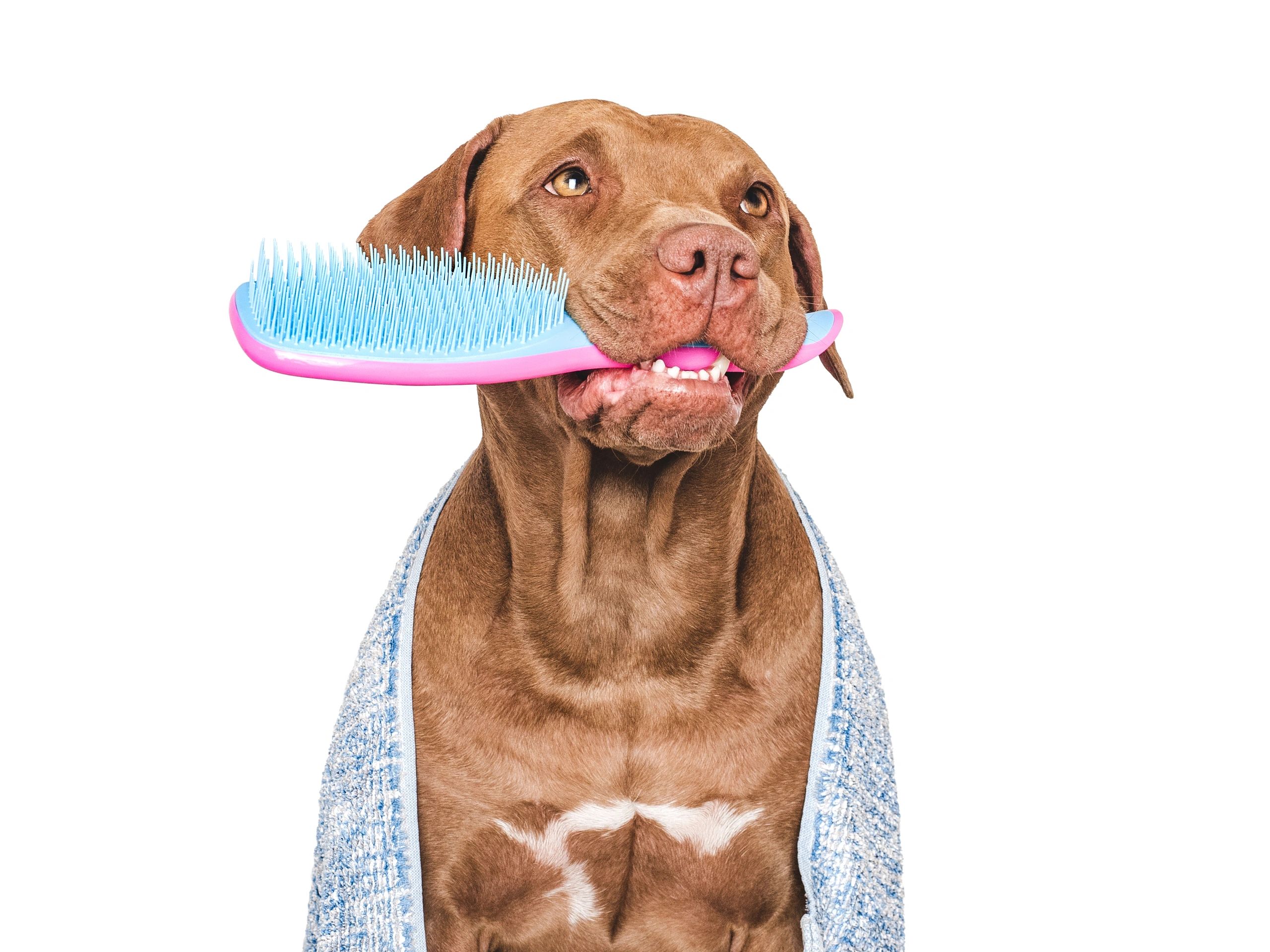 Toilettage comportemental avec Roxie listing photo