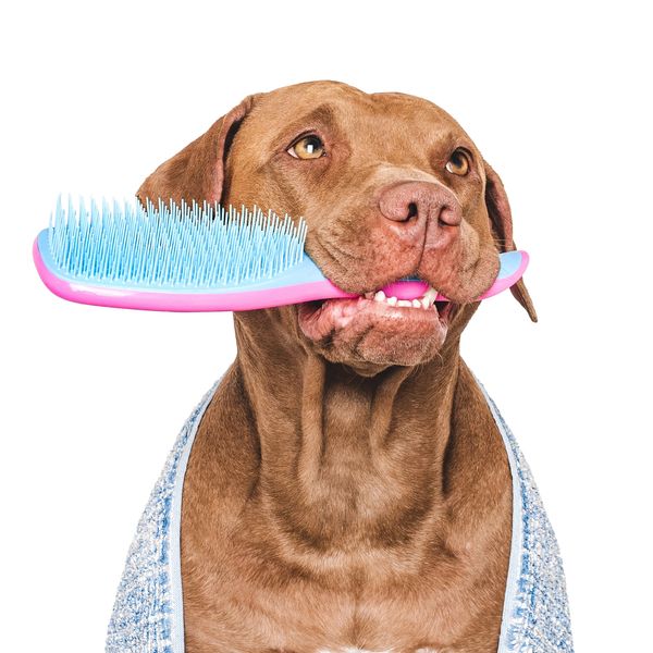 Brown dog holding a blue and pink brush in its mouth.