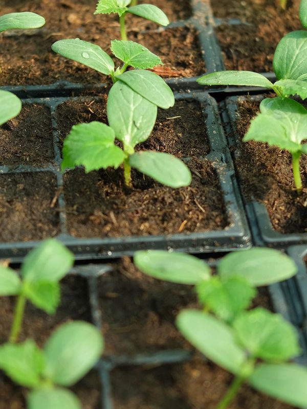Young seedlings growing in small soil cells under sunlight.