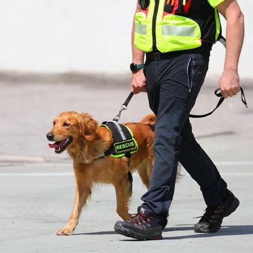 Rescue dog on leash walking with handler in safety vest.