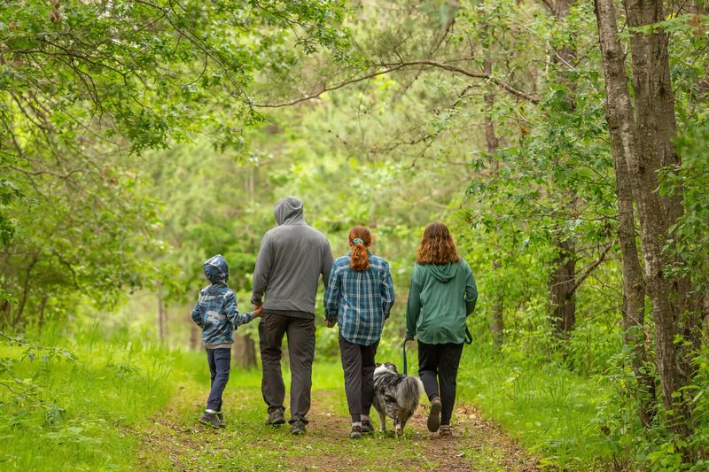 Father & three children taking their dog for a walk at Wild River State Park in Minnesota, USA, on a summer evening.