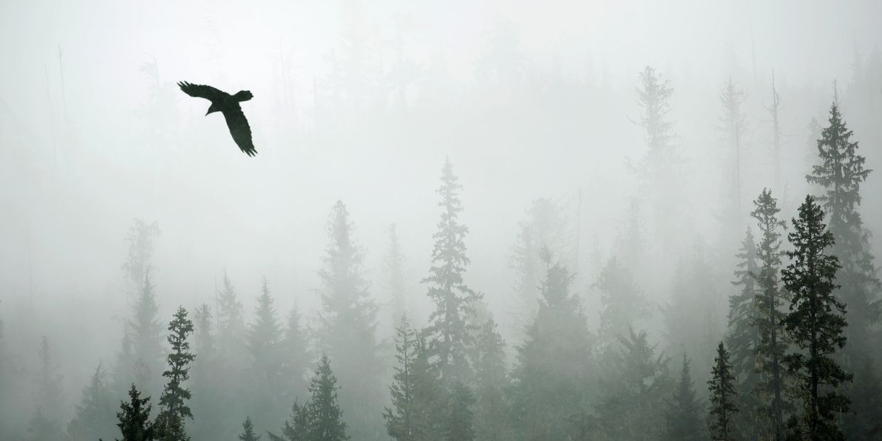 freedom, authenticity, finding yourself