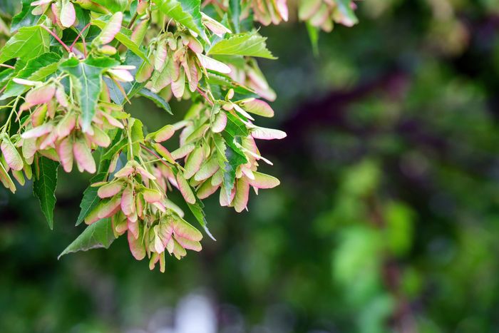 A tree sporting bright green leaves and pale green/pink samaras. 