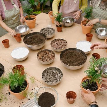 a diverse range of plants and trees for rent or sale
