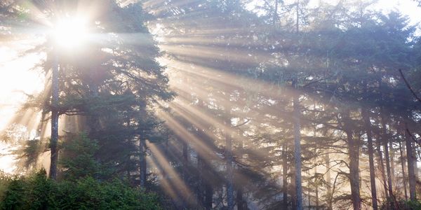 Sunlight rays streaming through tall forest trees.