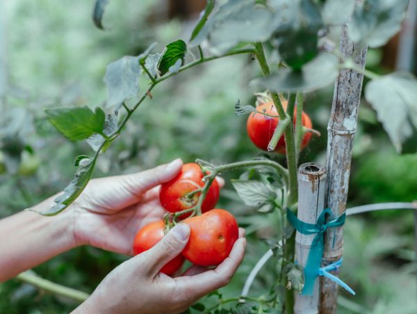 Hands gently picking ripe tomatoes from a garden plant.