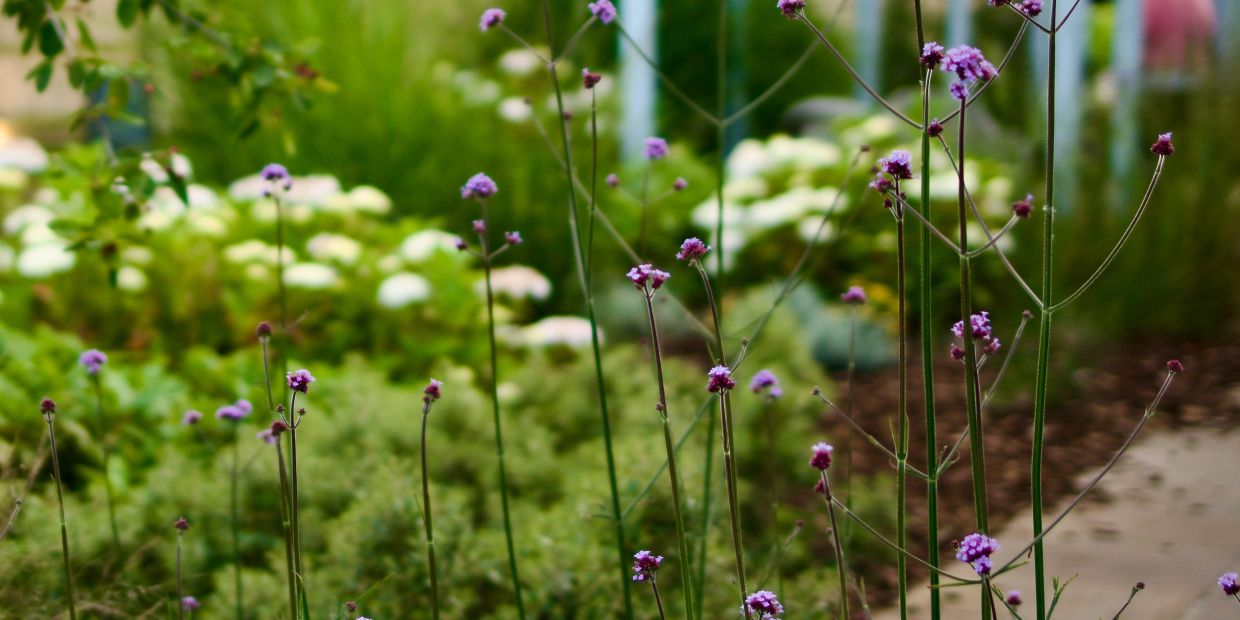 Tall purple flowers in a garden with greenery and a path.