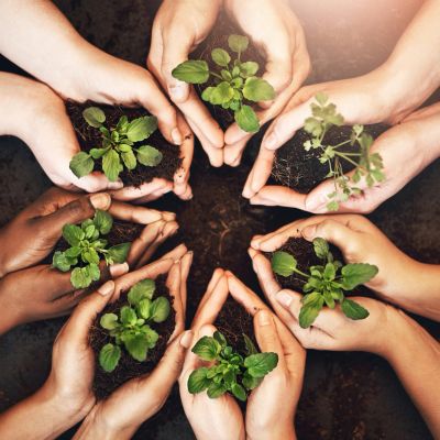 Diverse hands holding small plants together, symbolizing growth and unity.