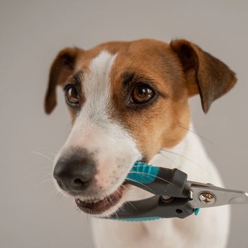 Nail Trim