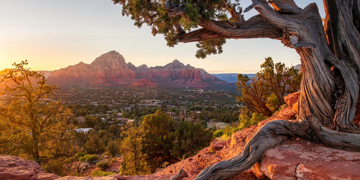 Sunset over red rock mountains with twisted tree in foreground.