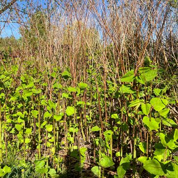 Green plants with tall brown stems in a sunny outdoor setting.