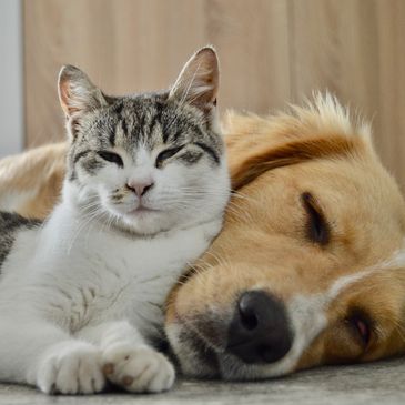 Dog and cat resting together
