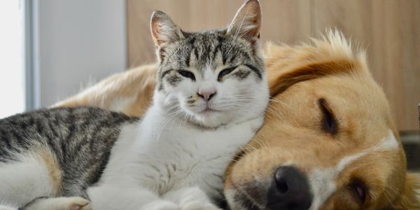 A cat and a dog resting closely together indoors.