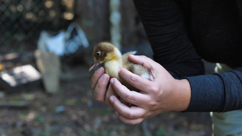 A tender scene captures a pair of hands gently cradling a fluffy yellow baby duckling, symbolizing care and the delicate nature of new life