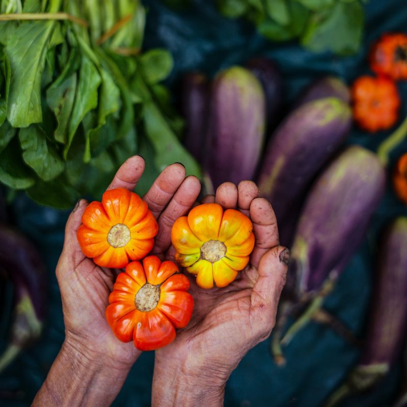 Hands holding three vibrant, small, pumpkin-shaped fruits, with a background of fresh green leaves and purple eggplants, creating a colorful and rustic market scene.