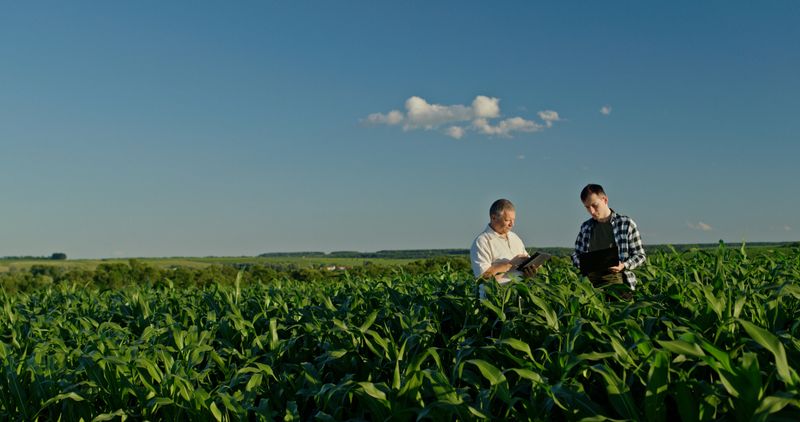 In a cornfield, two farmers from different generations collaborate using a laptop. This scene highlights the concept of learning and experience transfer, with the older farmer sharing knowledge and the younger farmer embracing modern technology to enhance agricultural practices.