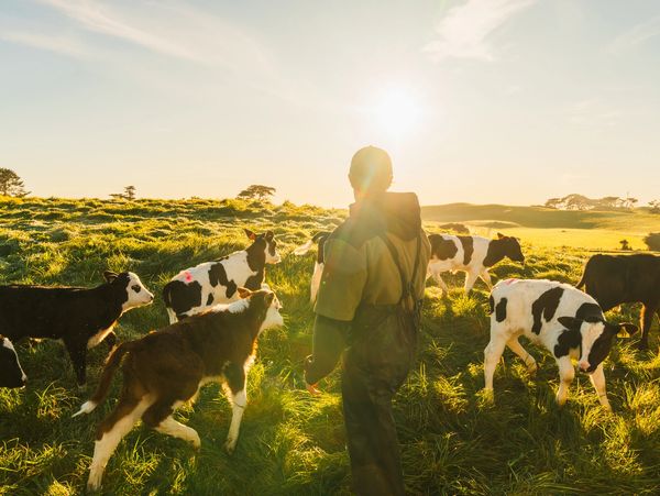 Cows on a farm with a staff member for training in health and safety